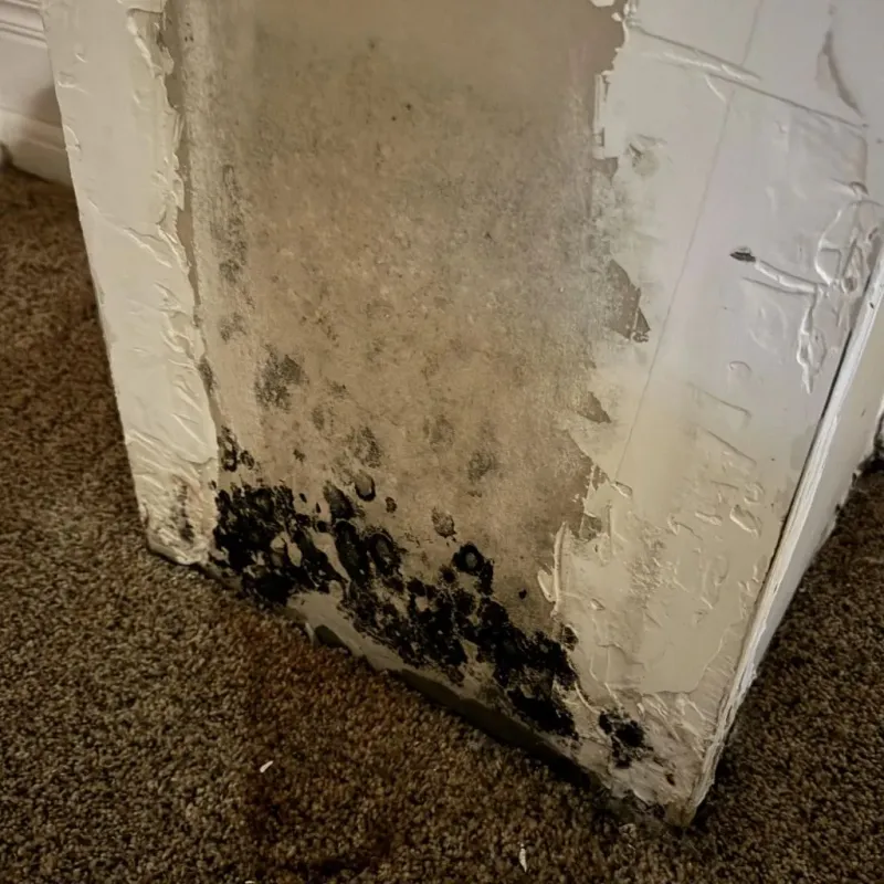 Professional Mold Removal in Dunmore, PA